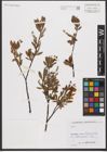 Foto von Salix L.